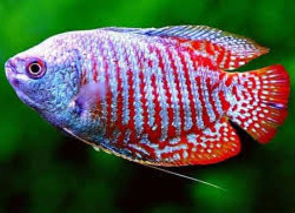Gourami - Dwarf - Electric Red and Blue Tiger 2 inch